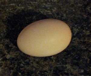 first egg crop